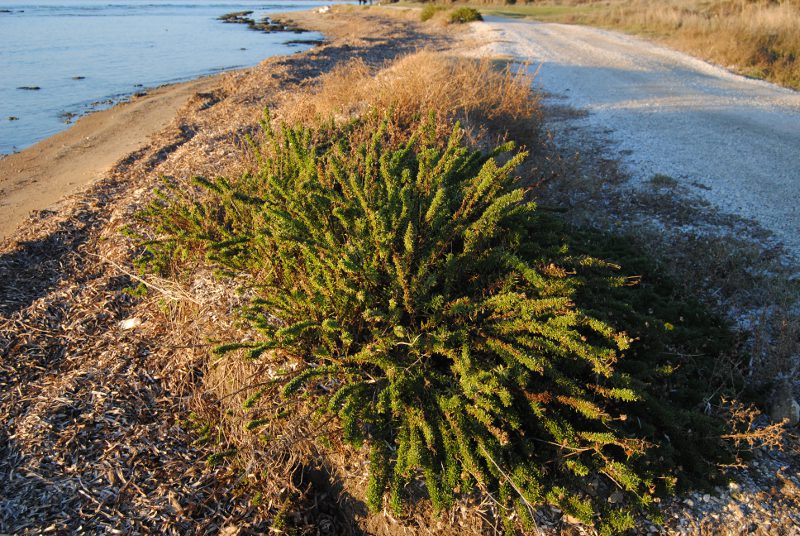 Limbarda crithmoides / Enula bacicci